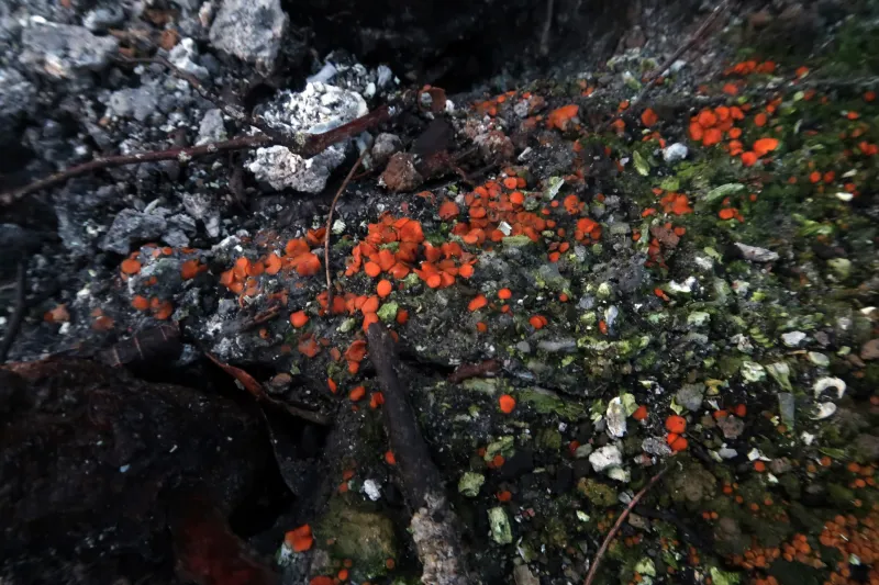 Anthracobia macrocystis 1 - IMG_8570